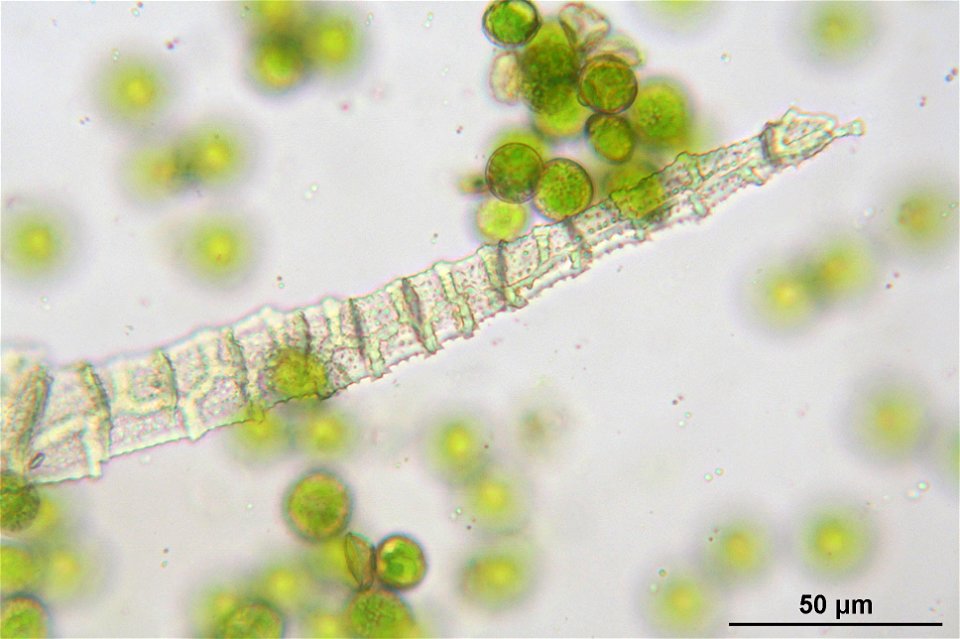 Pseudoscleropodium purum