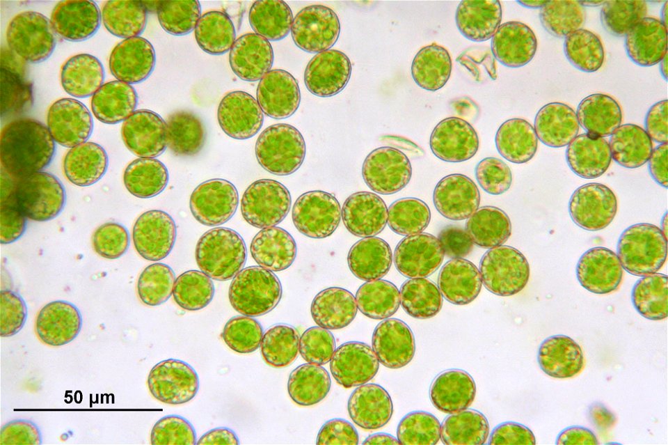 Pseudoscleropodium purum