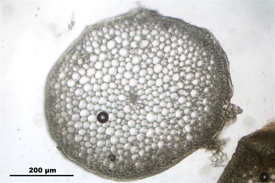 Pseudoscleropodium purum