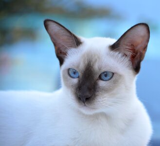 Pet kitten blue pets
