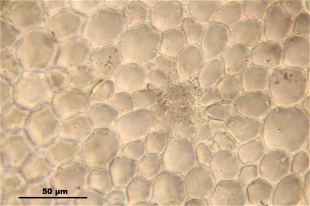 Pseudoscleropodium purum