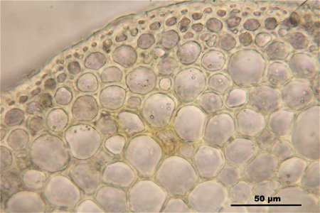 Pseudoscleropodium purum