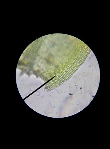 Neat Feather-moss (Pseudoscleropodium purum)