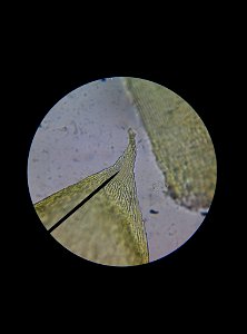Neat Feather-moss (Pseudoscleropodium purum)