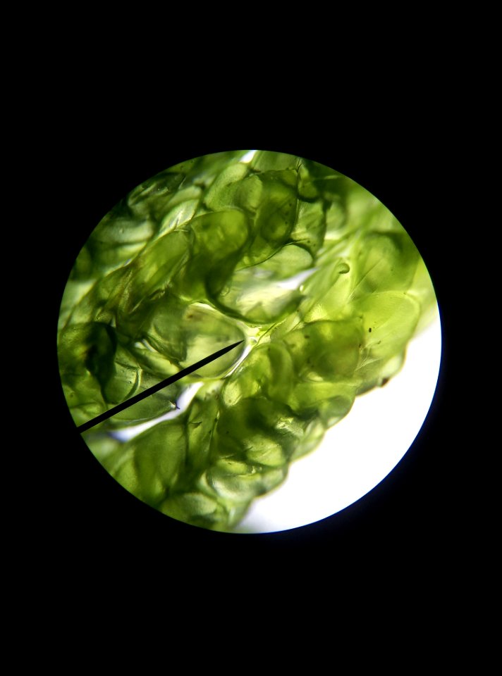Neat Feather-moss (Pseudoscleropodium purum)