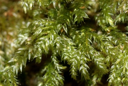 Isothecium myosuroides