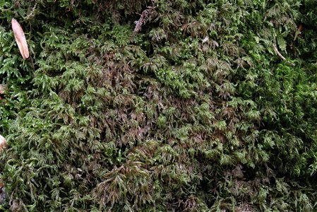 Isothecium myosuroides