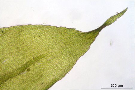 Isothecium myosuroides