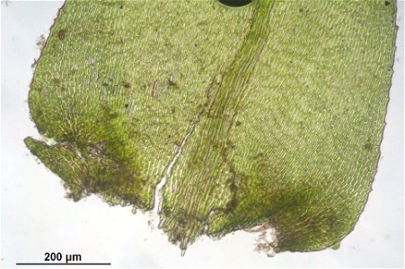 Isothecium myosuroides