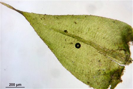 Isothecium myosuroides