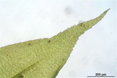 Isothecium myosuroides