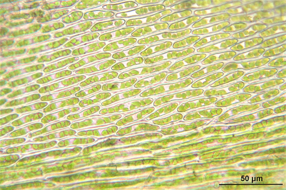 Isothecium myosuroides