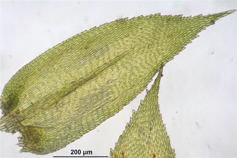 Isothecium myosuroides