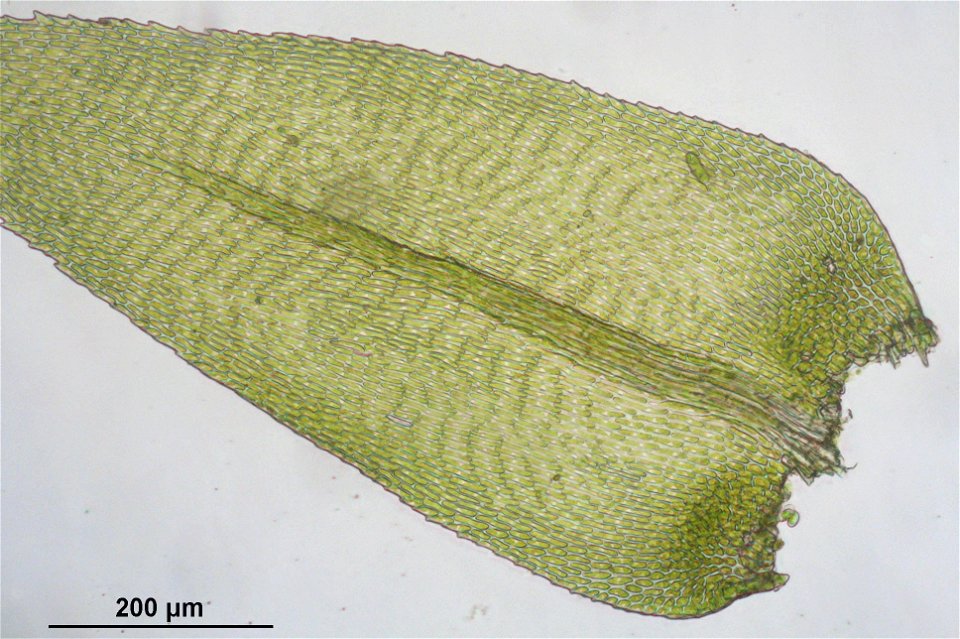 Isothecium myosuroides