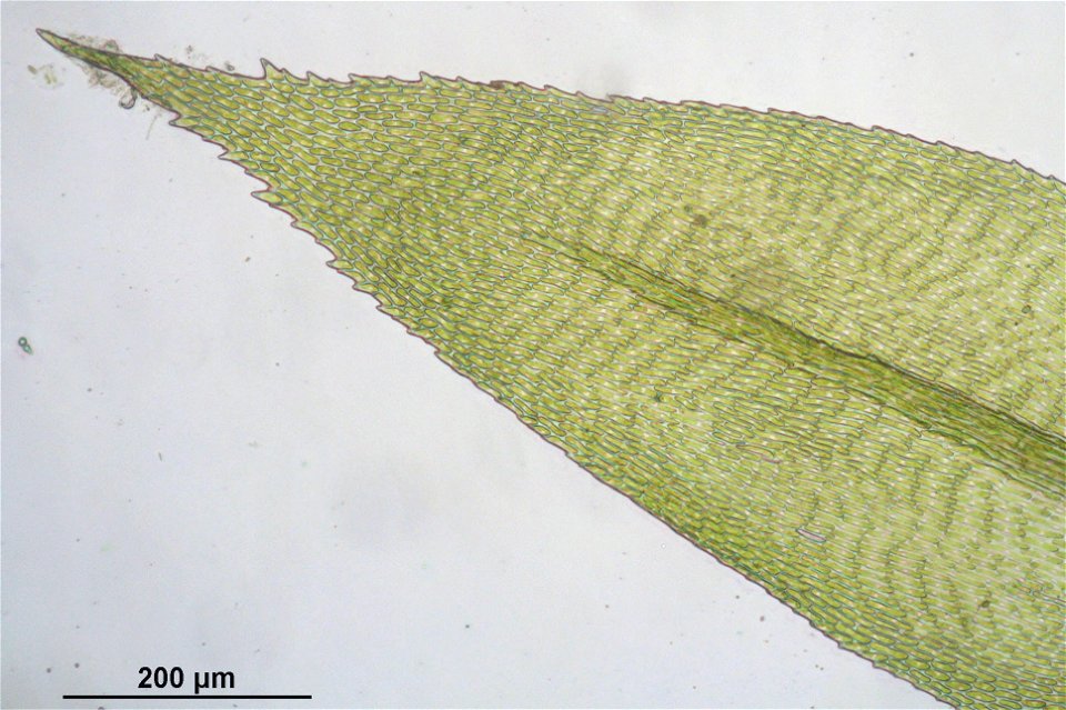 Isothecium myosuroides