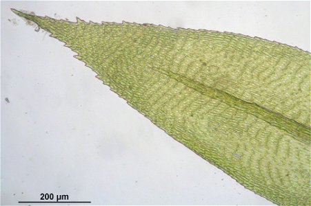 Isothecium myosuroides