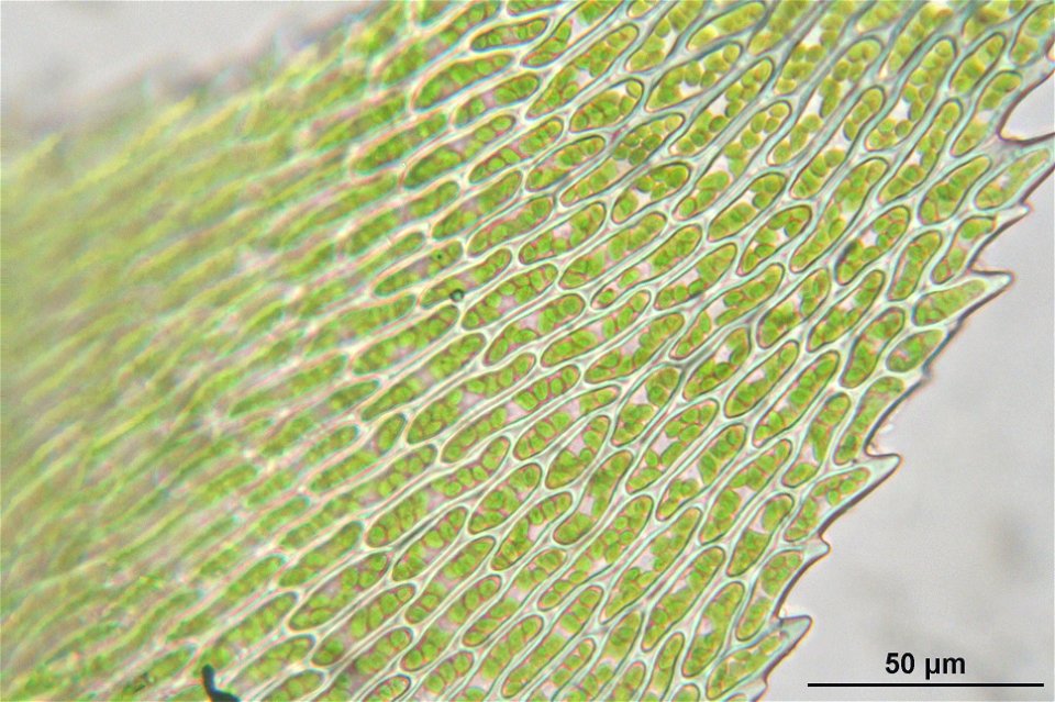 Isothecium myosuroides