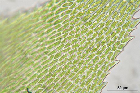 Isothecium myosuroides