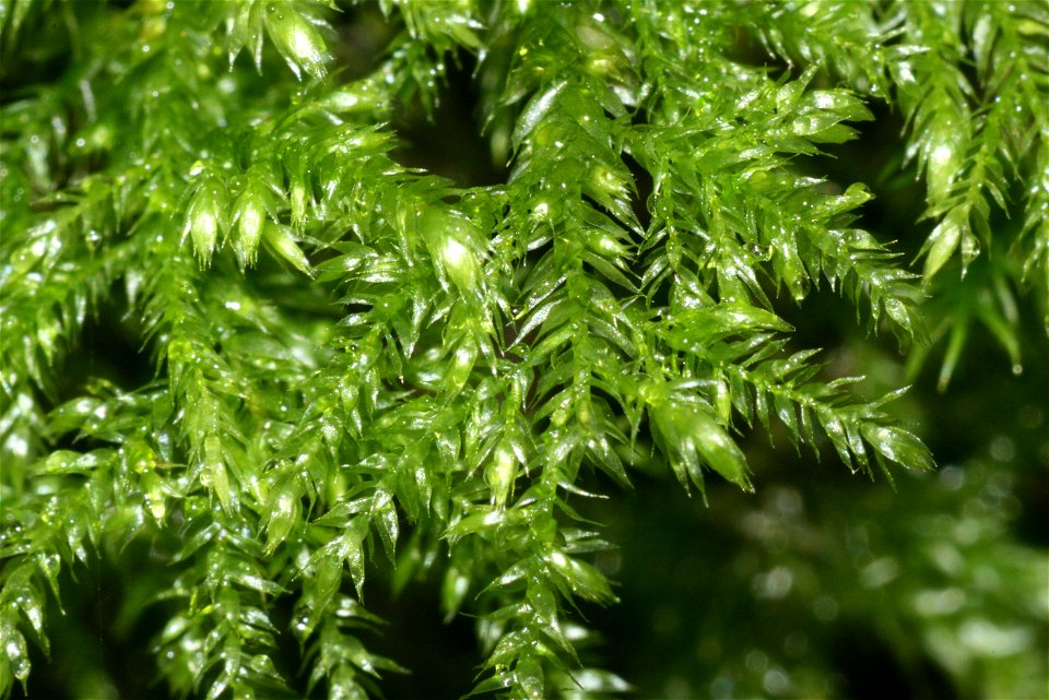 Isothecium myosuroides