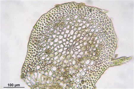 Isothecium myosuroides