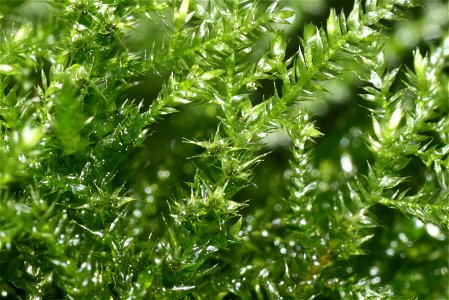 Isothecium myosuroides