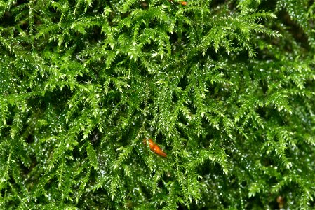 Isothecium myosuroides
