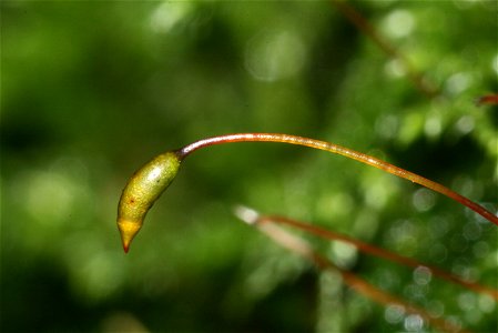 Isothecium myosuroides