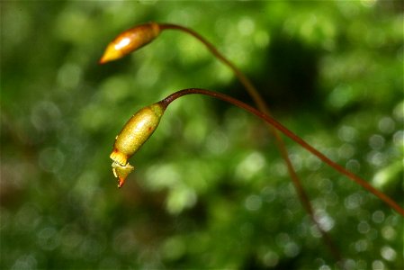 Isothecium myosuroides