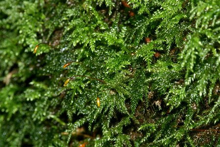 Isothecium myosuroides