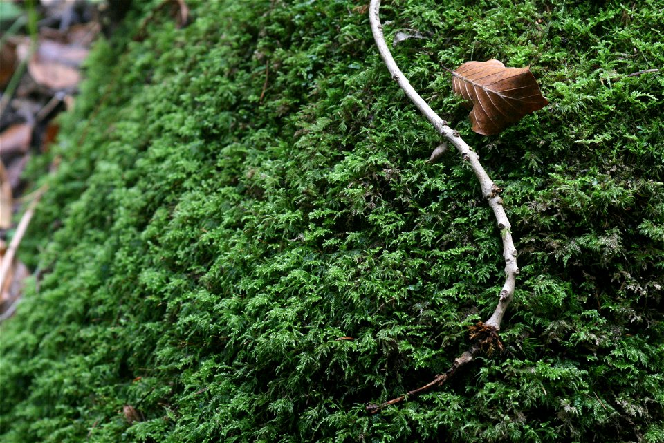 Isothecium myosuroides