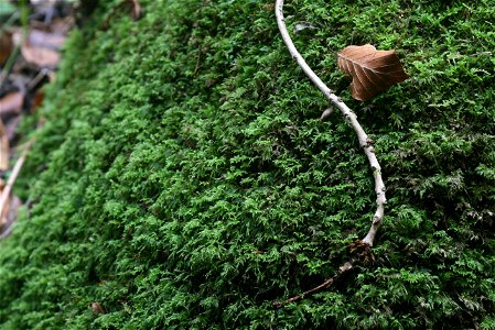 Isothecium myosuroides