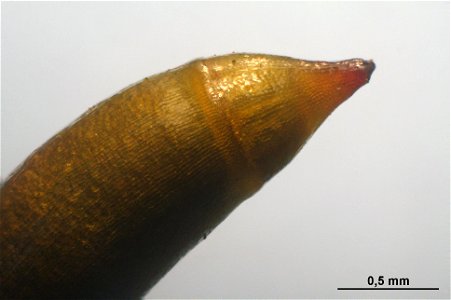 Isothecium myosuroides