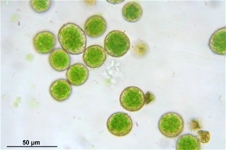 Isothecium myosuroides