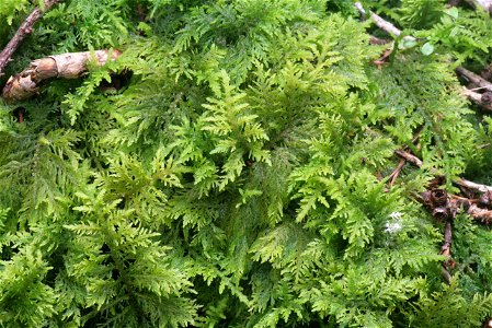 Thuidium tamariscinum