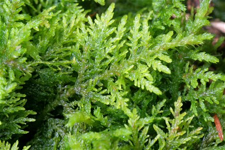Thuidium tamariscinum