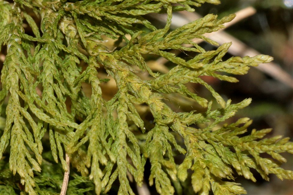 Thuidium tamariscinum