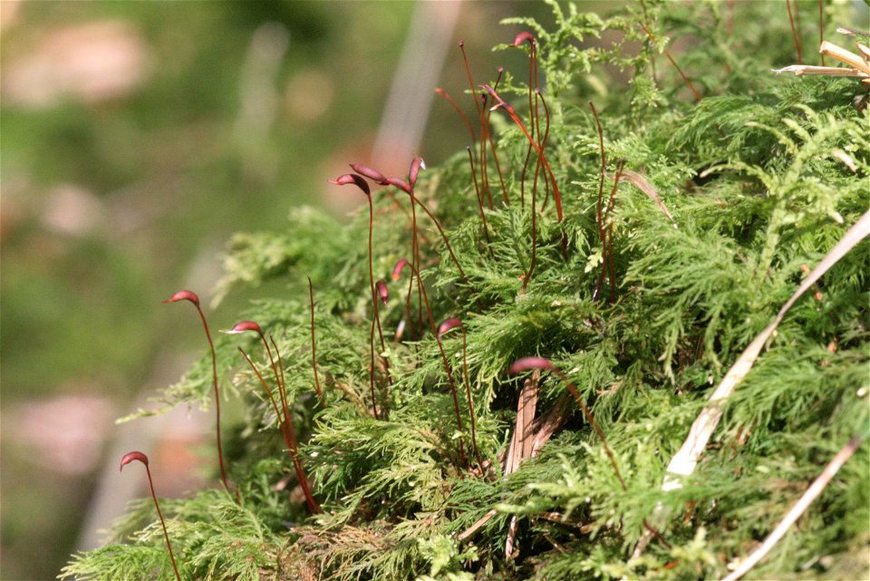 Thuidium tamariscinum