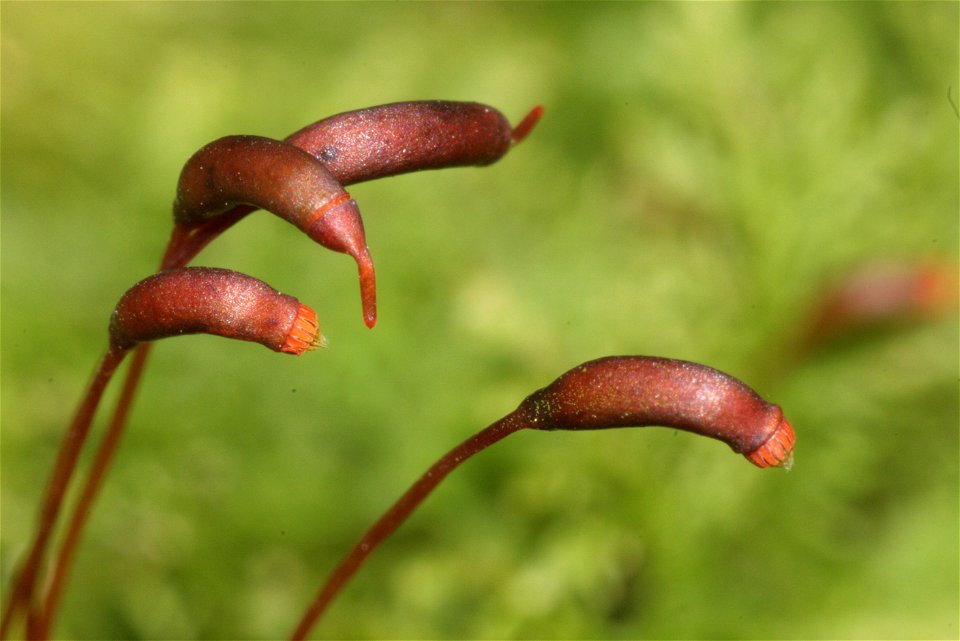 Thuidium tamariscinum