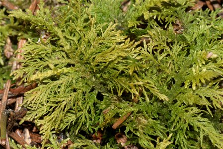 Thuidium tamariscinum
