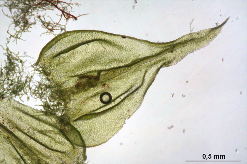 Thuidium tamariscinum