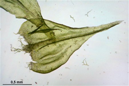 Thuidium tamariscinum