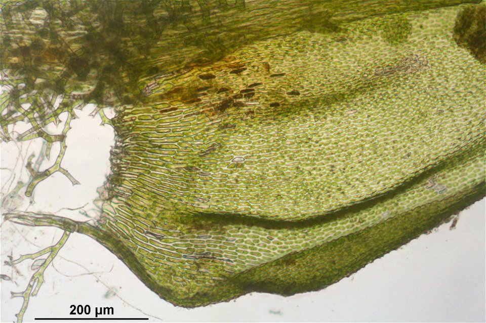 Thuidium tamariscinum