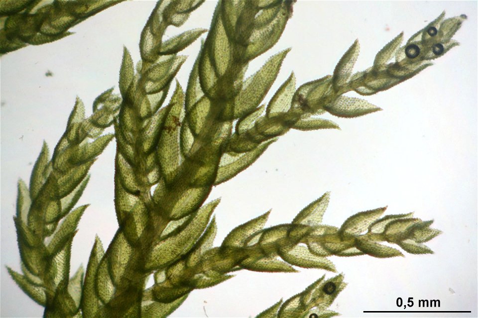 Thuidium tamariscinum