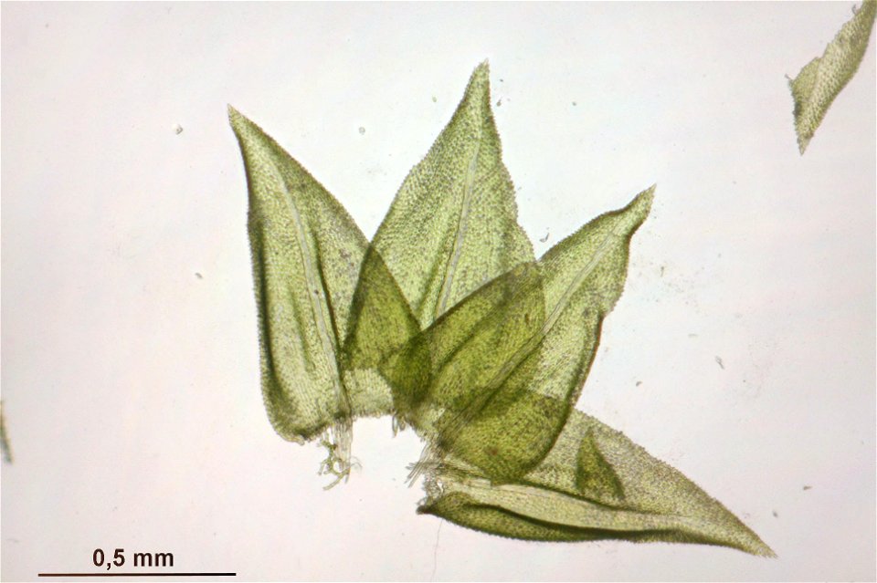 Thuidium tamariscinum