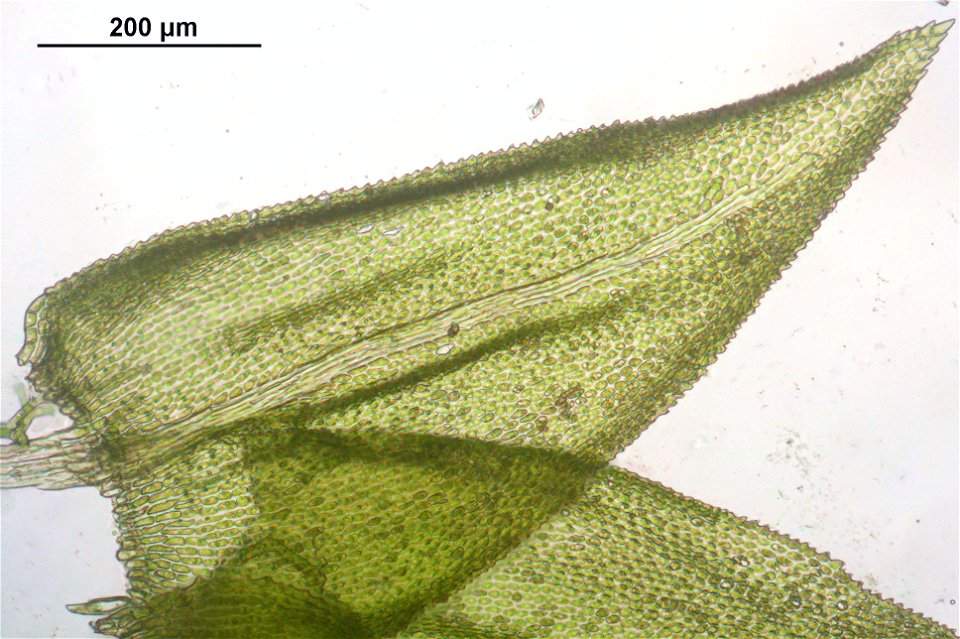 Thuidium tamariscinum