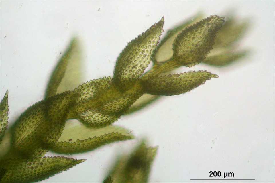 Thuidium tamariscinum