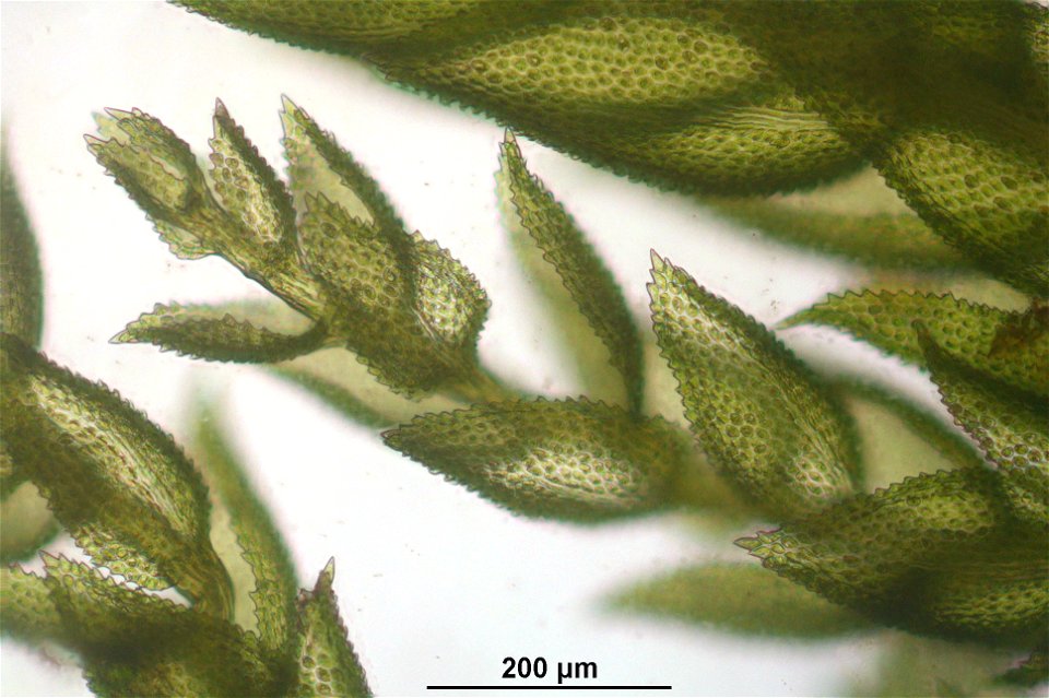 Thuidium tamariscinum