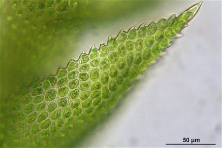 Thuidium tamariscinum