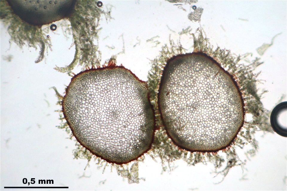 Thuidium tamariscinum