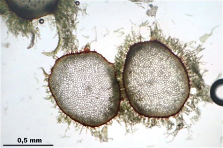 Thuidium tamariscinum
